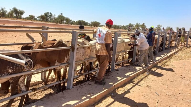 Campagne de vaccination du cheptel au centre et au nord du Mali : Le CICR prévoit immuniser environ 4 millions de têtes d’animaux