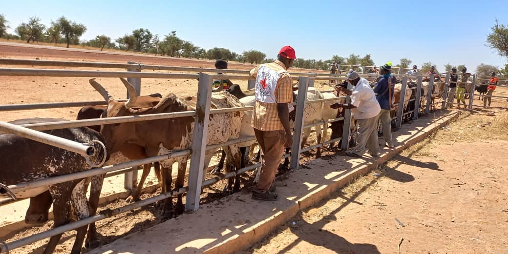 Campagne de vaccination du cheptel au centre et au nord du Mali : Le CICR prévoit immuniser environ 4 millions de têtes d’animaux