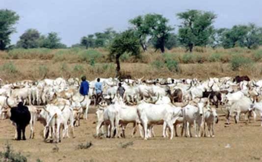 Amélioration de la production du bétail, volaille et du lait au Mali :MaliVita bétail et volaille propose de nouvelles recettes alimentaires