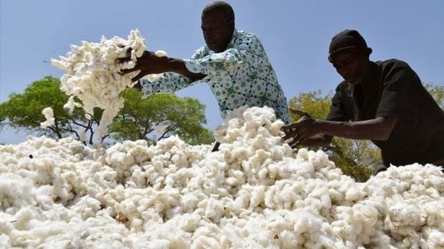 Coton: Le Mali perd sa première place 