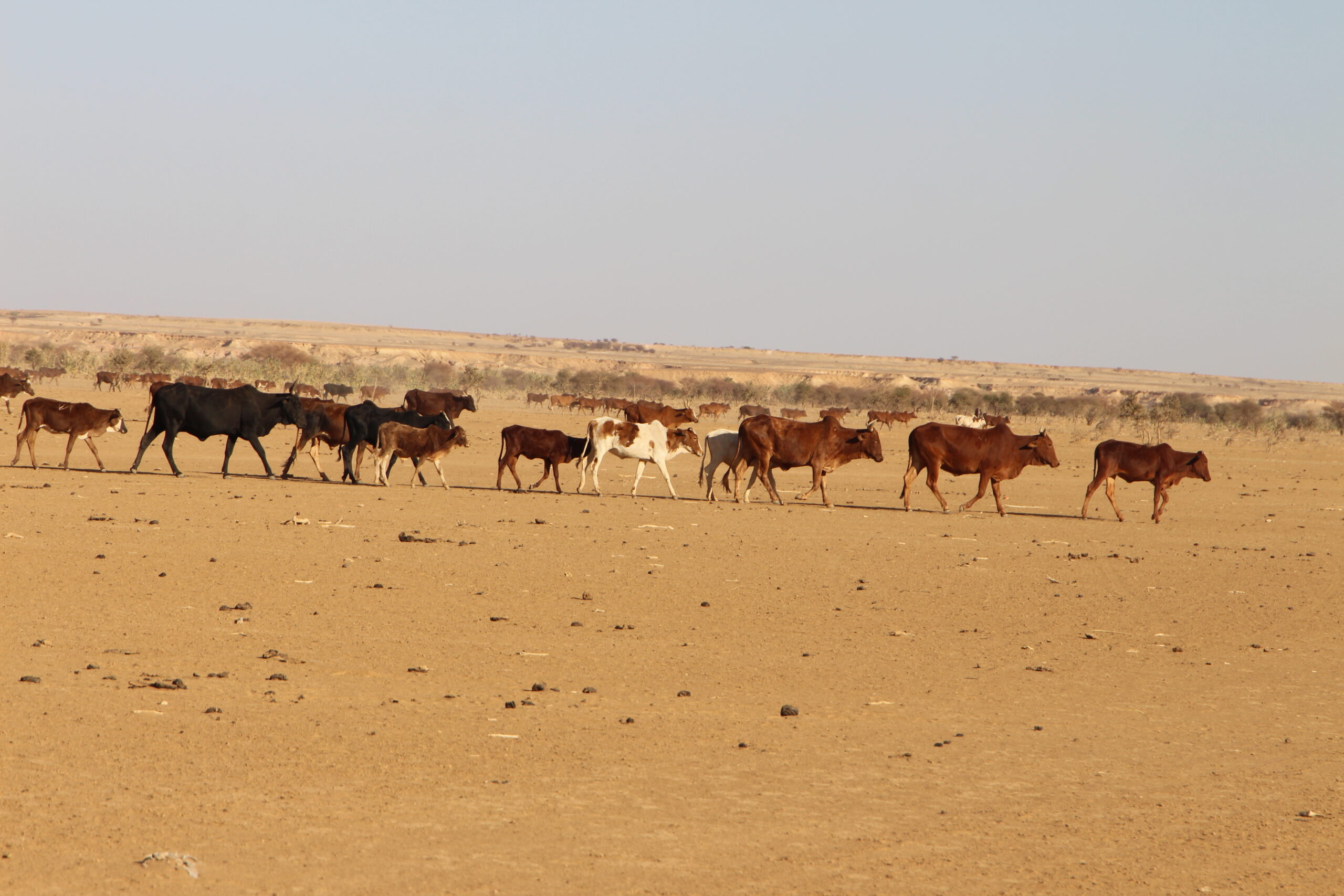 Mali : le pastoralisme, un mode de vie ancestral en danger