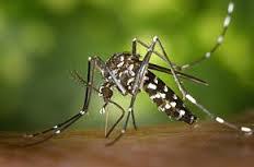 Mali-Dengue : 930 cas positifs confirmés depuis le début de l’épidémie