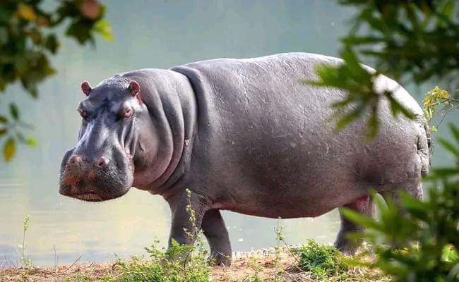 Mali-Un hippopotame sème la panique à Bourem