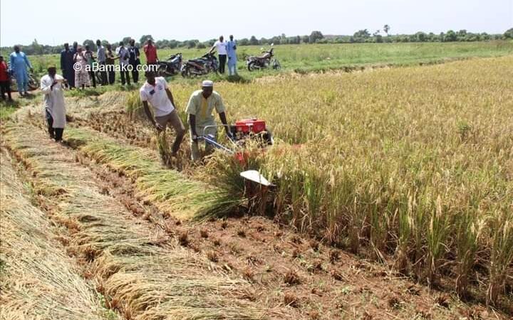 ALERTE : L’agriculture malienne menacée par l’activité aurifère chinoise