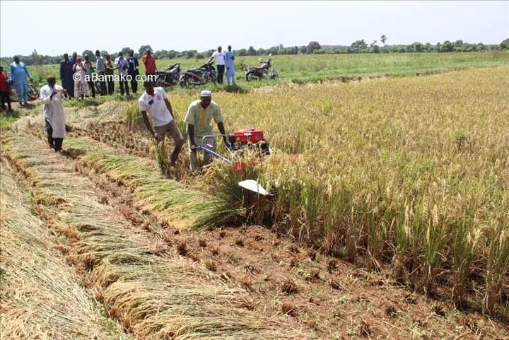 ALERTE : L’agriculture malienne menacée par l’activité aurifère chinoise