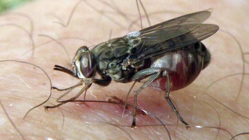 Kenya : La trypanosomiase humaine africaine éliminée en tant que problème de santé publique