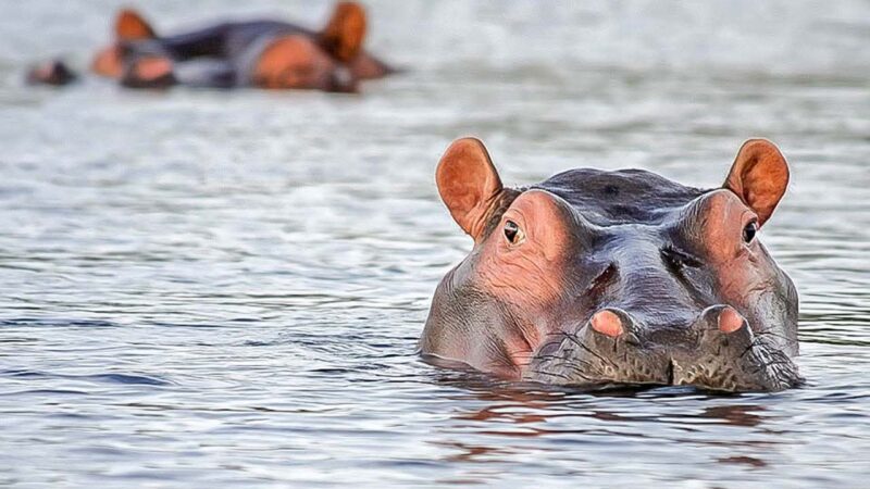Côte dIvoire – 11 disparus après le chavirement d&rsquo;une pirogue attaquée par un hippopotame