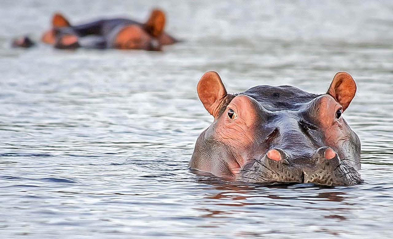 Côte dIvoire – 11 disparus après le chavirement d&rsquo;une pirogue attaquée par un hippopotame