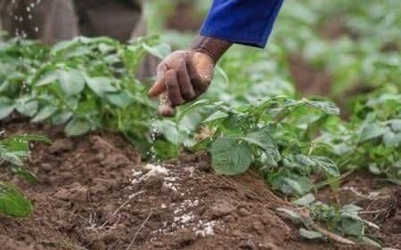 Pénurie d’engrais : L’IFDC prône une utilisation efficace des nutriments